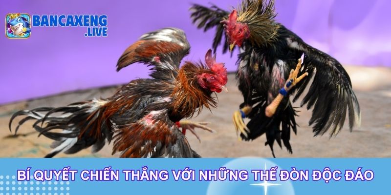 Bí quyết chiến thắng với những thế đòn độc đáo Bí quyết chiến thắng với những thế đòn độc đáo