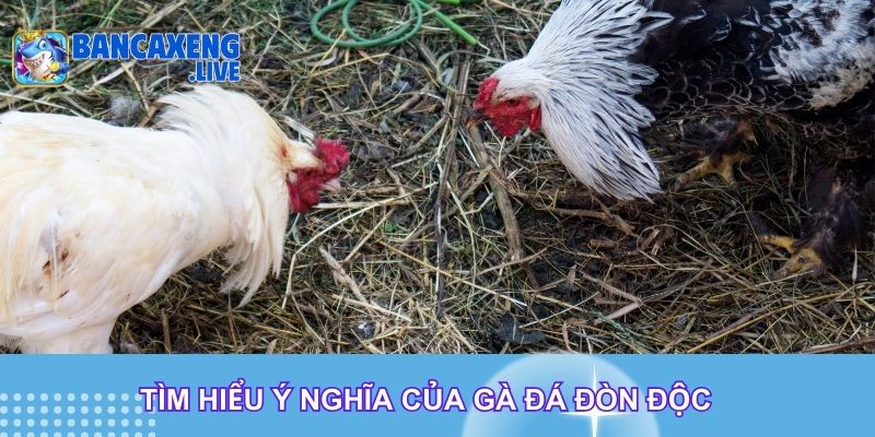 Tìm hiểu ý nghĩa của gà đá đòn độc Tìm hiểu ý nghĩa của gà đá đòn độc